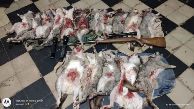 Sorprenden a cazadores furtivos con 16 vizcachas muertas.