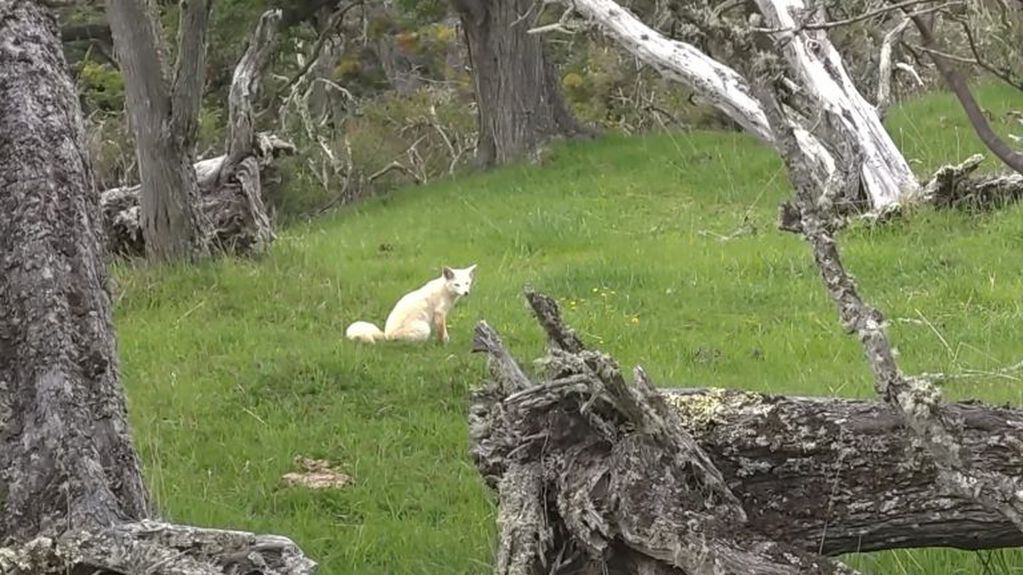 Zorro Albino en Tierra del Fuego