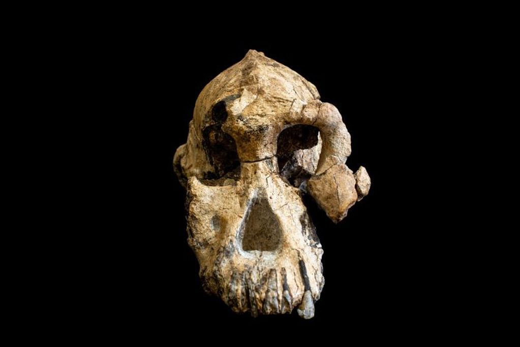 El cráneo fósil pertenece a un intervalo de tiempo entre hace 4,1 y 3,6 millones de años. (EFE)