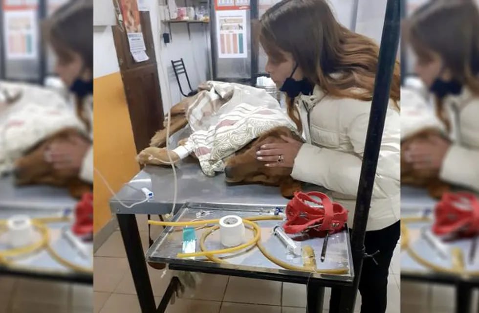 Le salvaron la vida a su perra y no le quisieron cobrar (Facebook Nelson Raul Atienzo)
