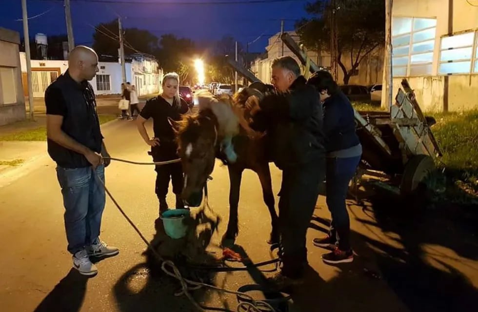 El caballo fue rescatado por personal policial con visibles heridas producidas por su dueño. (Facebook)