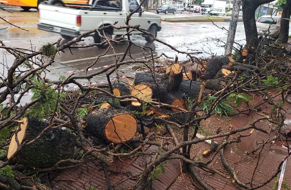 Las cuadrillas municipales trozaron el árbol que casi provoca una tragedia en avenida Sabattini.