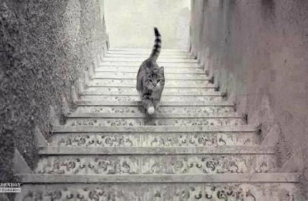 Este gato, ¿sube o baja las escaleras?