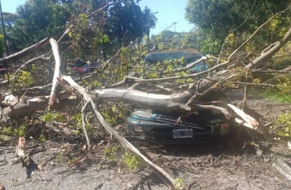 Cayó un árbol en el parque 9 de Julio y aplastó varios autos (Foto: LV12)