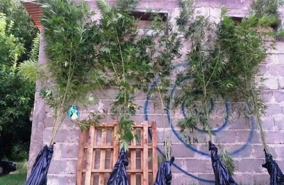 Plantas de marihuana secuestrada