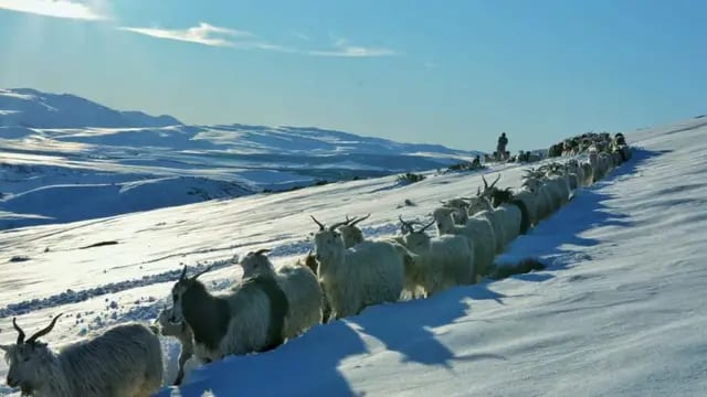Un hombre abrió un camino entre la nieve de 70 km para que sus chivas puedan alimentarse