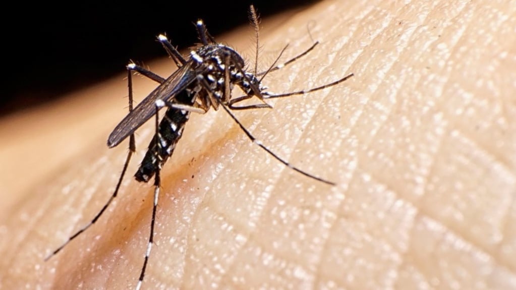 El mosquito Aedes aegypti, responsable de ser el transmisor del dengue.