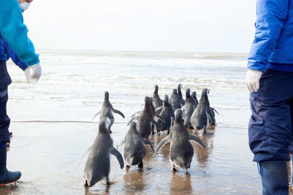 Así fue liberado Pijuí, el pingüino rescatado en una casa de Córdoba, en Santa Rosa de Calamuchita. (Fundación Mundo Marino)