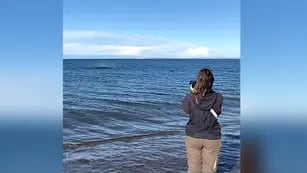 ballenas en Puerto Madryn