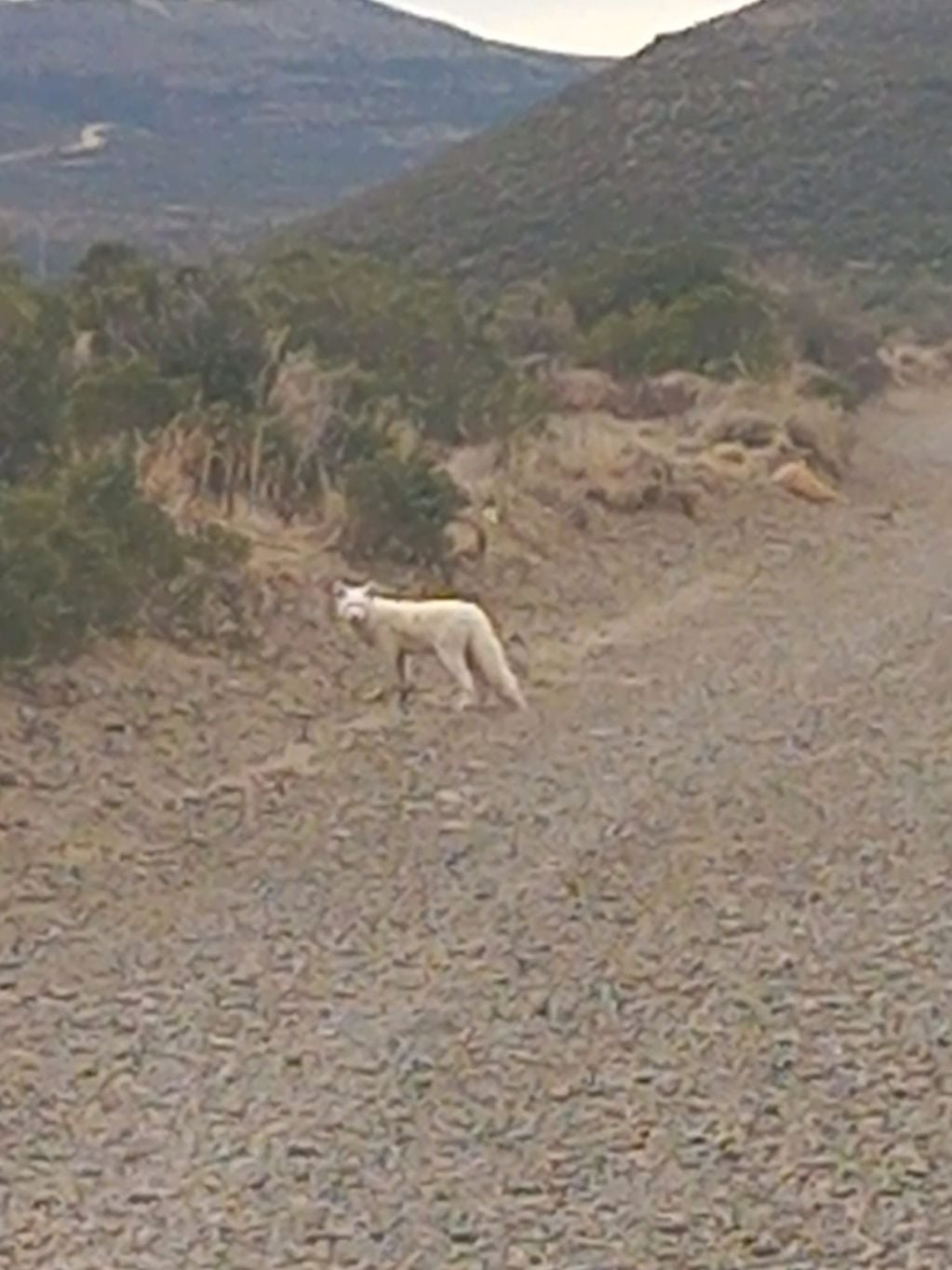 El increíble animal que fue visto en Chubut.