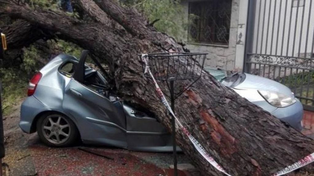 Por las fuertes lluvias un árbol cayó sobre un vehículo en la Quinta Sección
