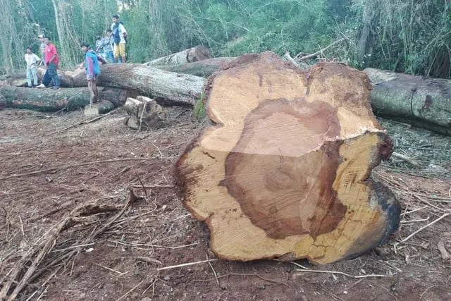 La comunidad Mbya Guaraní Ka’a Kupe pide que detengan el el desmonte