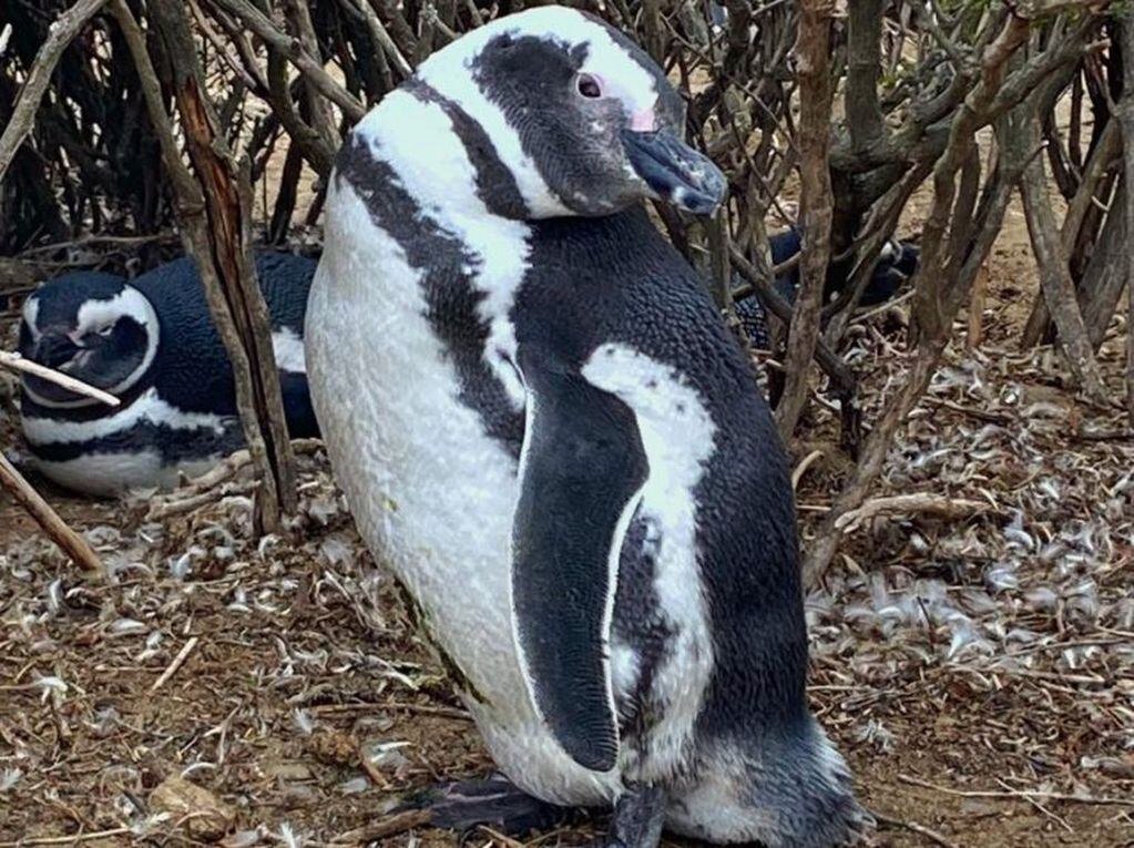Llegaron los primeros pingüinos de Magallanes a Monte León.