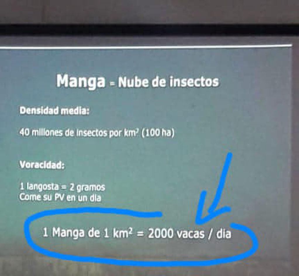 Invasión de langosta