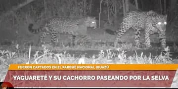 Yaguareté y su cría son captadas por cámara trampa del Parque Nacional Iguazú