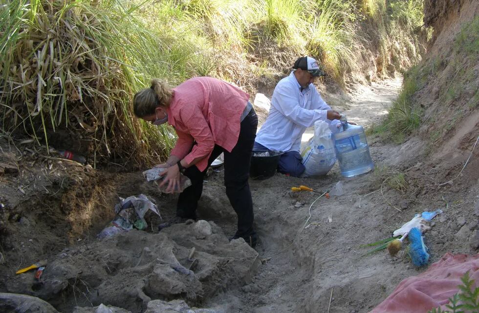 El Museo Serrano realizó el rescate de fósiles en el arroyo Espinillo