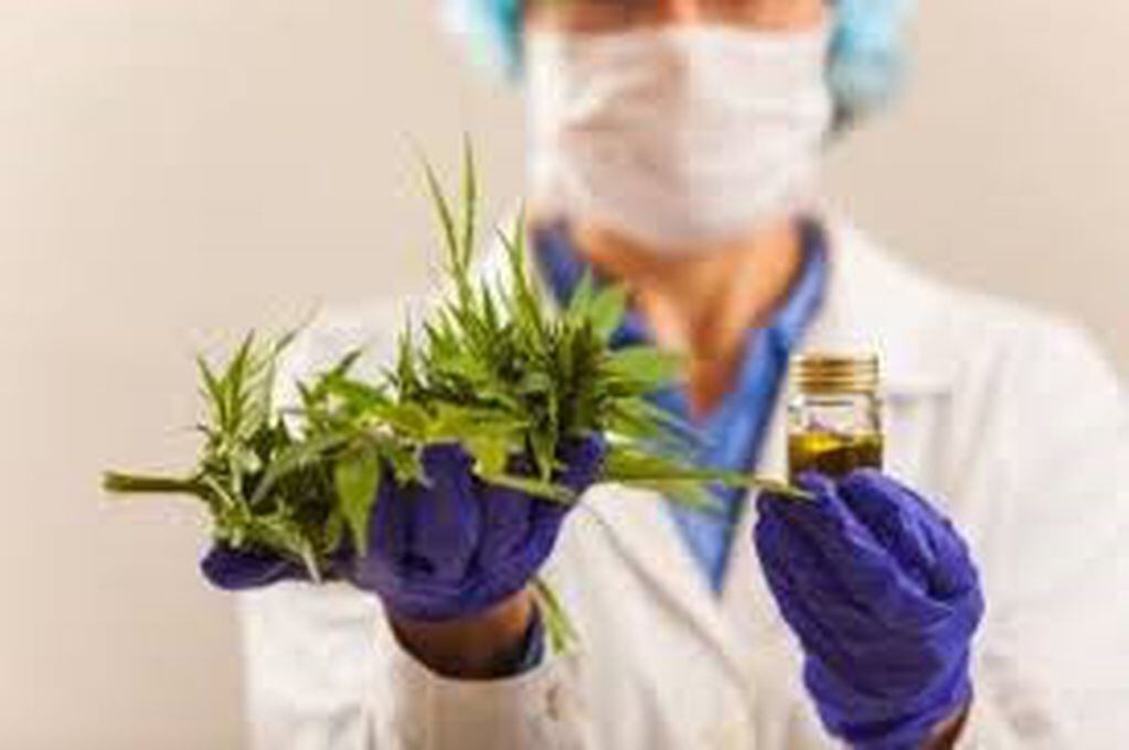 Uso Medicinal de la Planta de Cannabis.