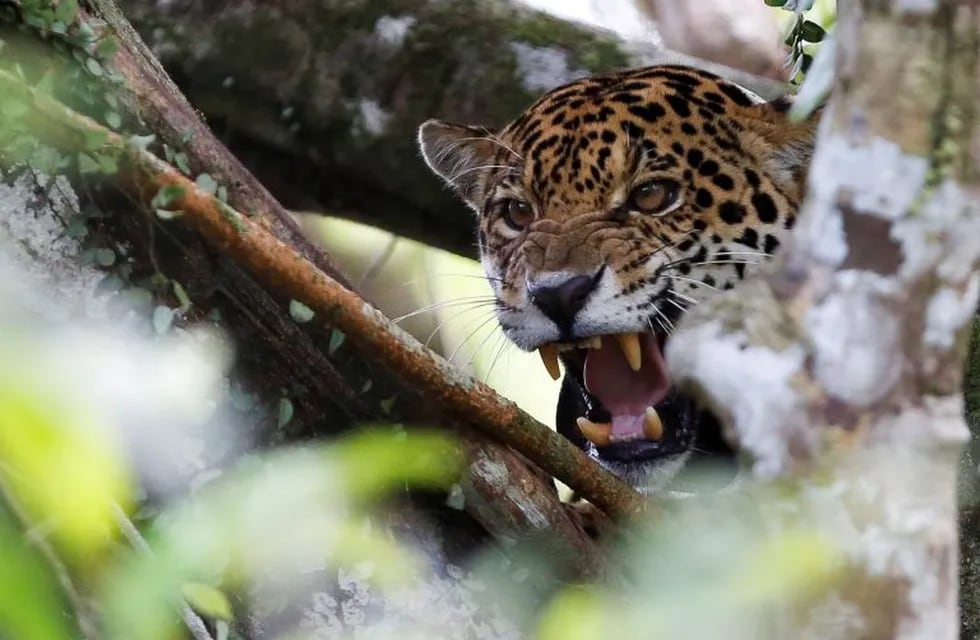 A female adult jaguar, which has a cub, growls at the Mamiraua Sustainable Development Reserve in Uarini, Amazonas state, Brazil, June 5, 2017. REUTERS/Bruno Kelly     SEARCH \