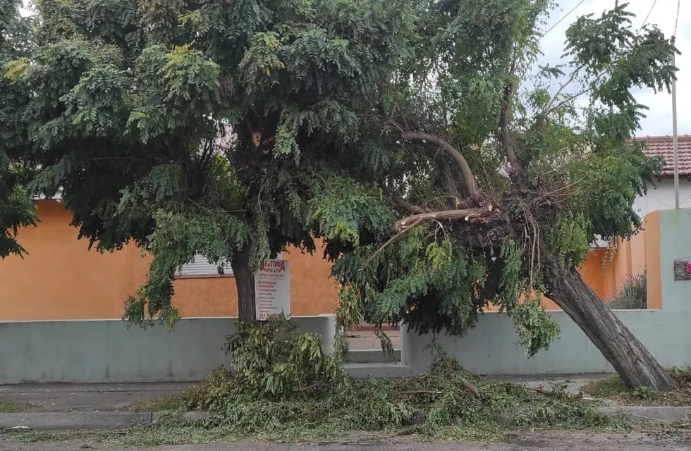 Un vecino de Belgrano al 800 denunció que la empresa que pavimentó le tiró uno de los árboles de la vereda.