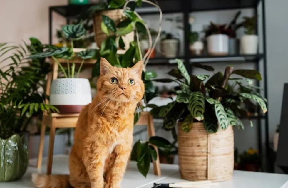 Estas 6 plantas podrían matar a tu perro o a tu gato: una es muy popular en Argentina.