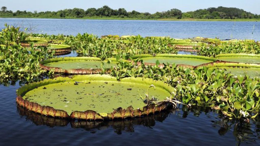 El Pantanal es considerado el humedal más extenso del planeta.