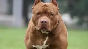 Un Pitbull y un Shar pei salieron corriendo del patio de su casa y atacaron violentamente a una joven de 18 años.