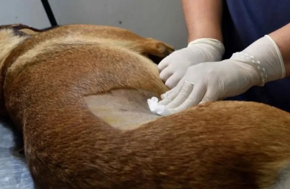Aprobaron las castraciones veterinarias masivas en Bonpland.