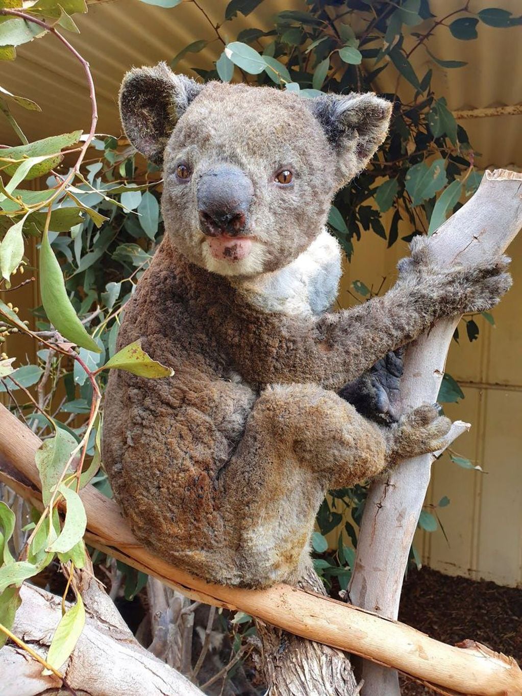 Koala herido por los incendios. (Foto:Dana Mitchell/Kangaroo Island Wildlife Park via AP)
