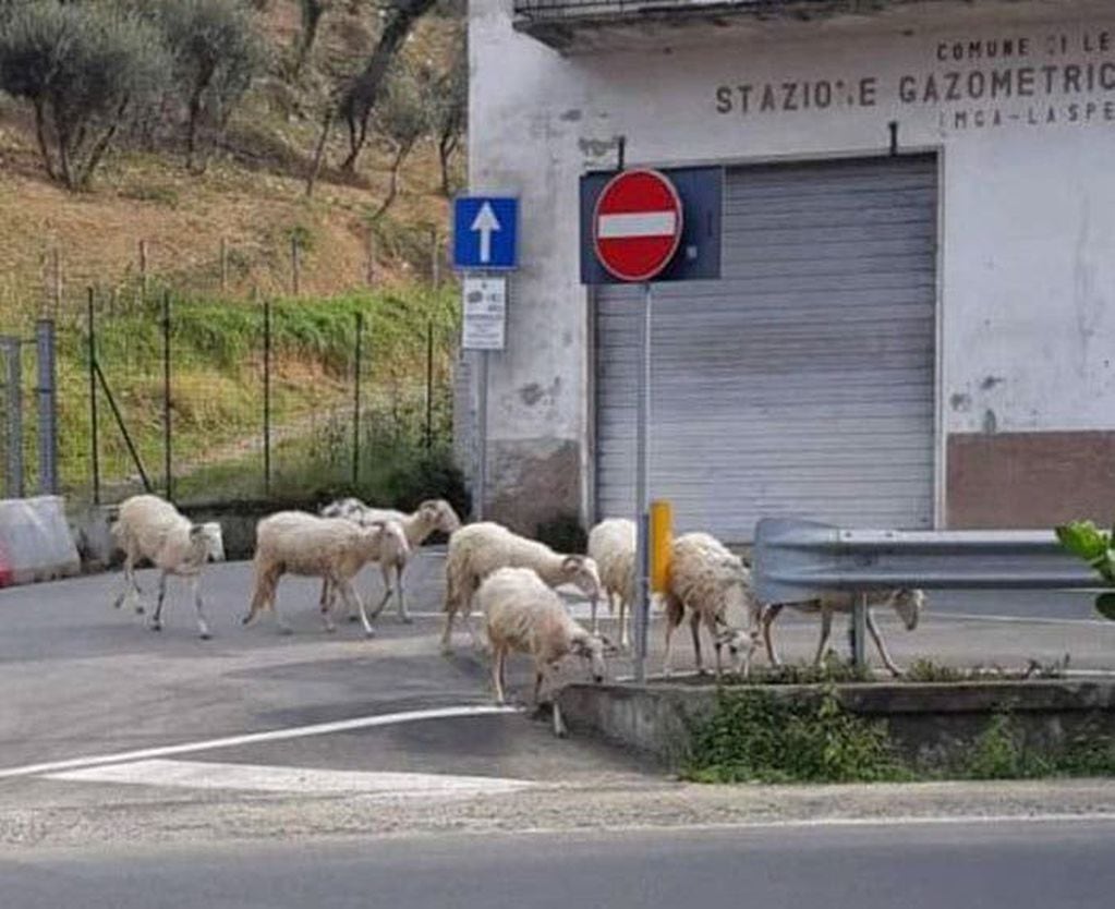 En las calles de Italia aparecieron ovejas.