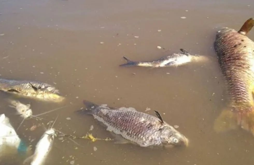 Los peces aparecieron sin vida este domingo en el afluente. (Casilda Plus)