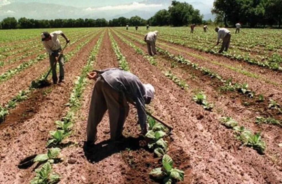 Productores tabacaleros en alerta por falta de subsidios.