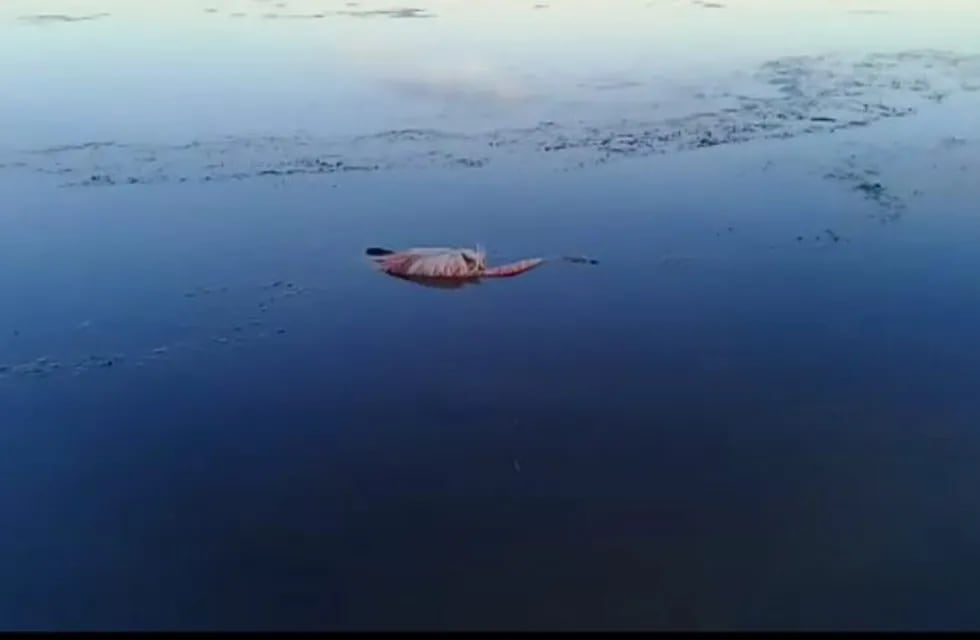 Laguna de Pozuelos, mueren flamencos por las inclemencias climáticas.