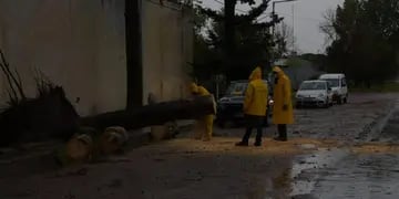Gran cantidad de árboles caidos por la tormenta en General Alvear