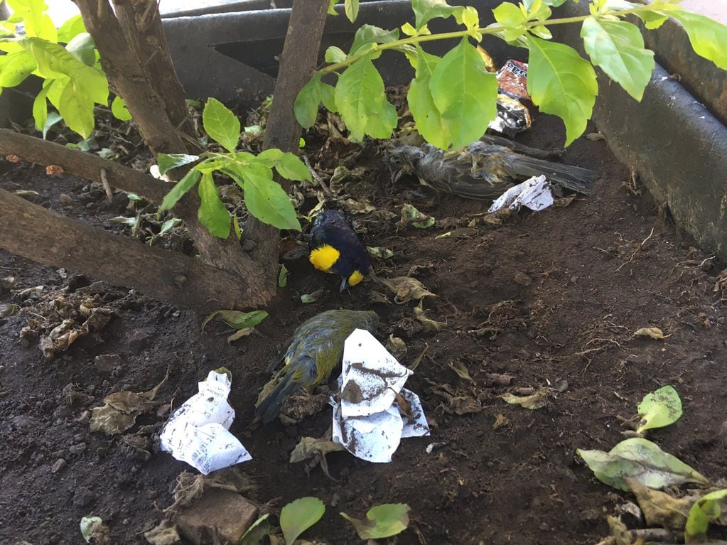 Aparecieron decenas de pájaros muertos en los alrededores de la Plaza 9 de Julio