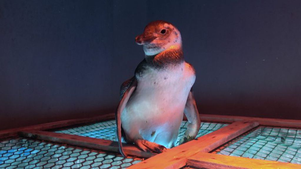 Así fue liberado Pijuí, el pingüino rescatado en una casa de Córdoba, en Santa Rosa de Calamuchita. (Fundación Mundo Marino)