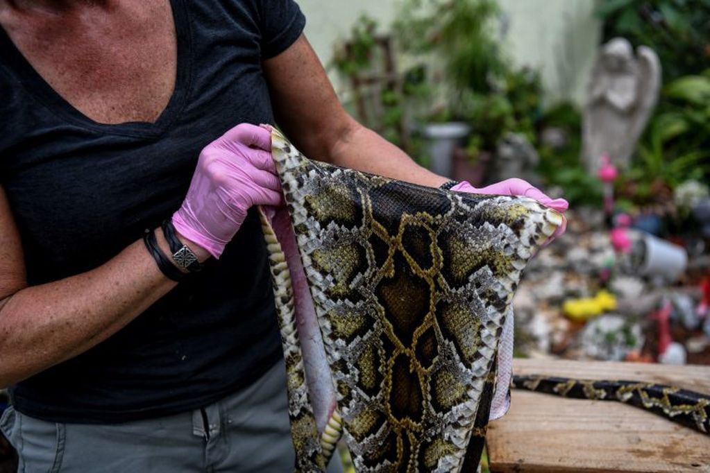 La piel de la serpiente utilizada para los tapabocas. (AFP)