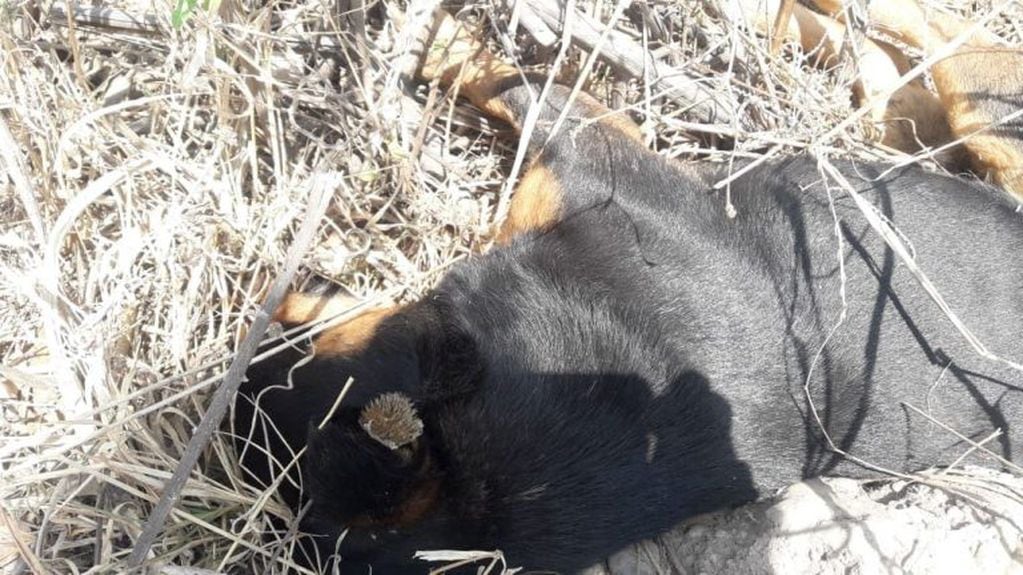 Cerca de 50 perros murieron a causa de los cebos de carne con el pesticida carbofurán; además murieron dos caballos, aves y gatos.