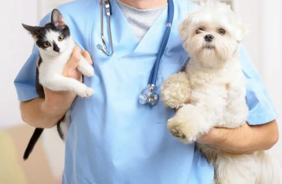 Jornadas de esterilización canina y felina