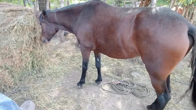 Vecinos de Colanchanga denuncian que un empresario del sector mata caballos a balazos. (Foto gentileza)