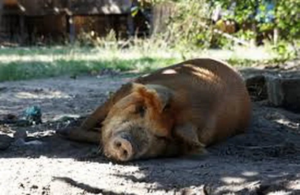 Cerdo descansando - Flickr