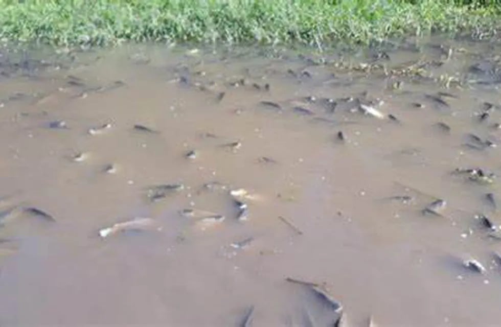 Jaldo expresó su preocupación por la mortandad de peces en los cursos hídricos del este tucumano.