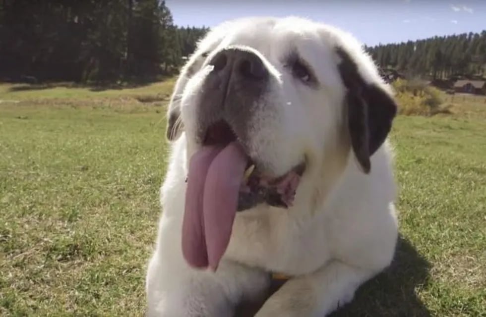 Mochi, el perro con la lengua más larga del mundo. Foto: Web.