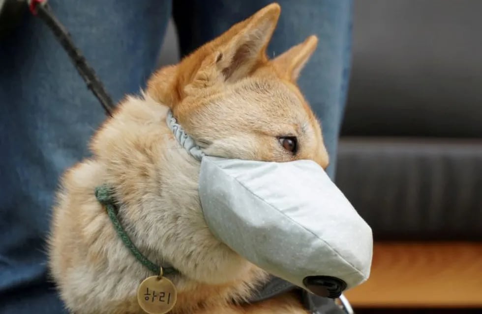 Hari, a one-and-a-half-year-old Korean Jindo dog wears a dog mask on a poor air quality day in Incheon, South Korea, March 15, 2019. Picture taken on March 15, 2019.  REUTERS/Hyun Young Yi TPX IMAGES OF THE DAY