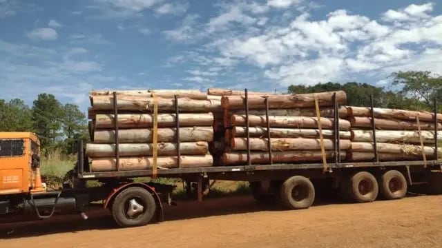 Por documentación irregular, interceptaron un camión con rollos de eucaliptos en Posadas
