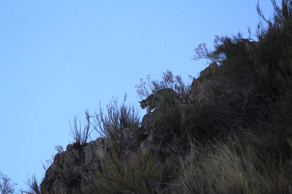 Reapareció “el Fantasma de los Andes”: las impactantes fotos que un guía tomó de un gato andino. Foto: Gonzalo Espina.