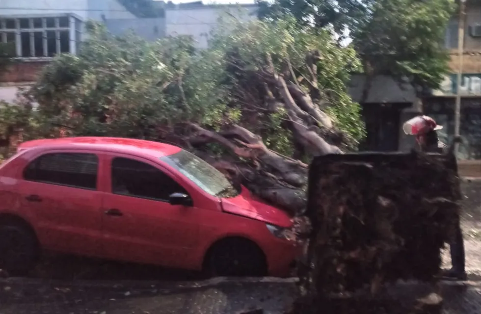 Temporal en Posadas: derribó árboles y causó complicaciones en la ciudad.