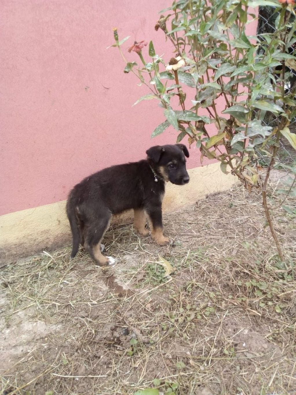 Patitas de Perros te cuenta el drama que se vive hoy con el abandono de mascotas, una realidad que duele y mucho. (Patitas de Perro)