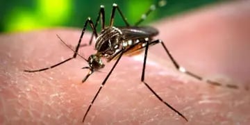 Siguen en aumento los casos de dengue y Covid-19 en Entre Ríos