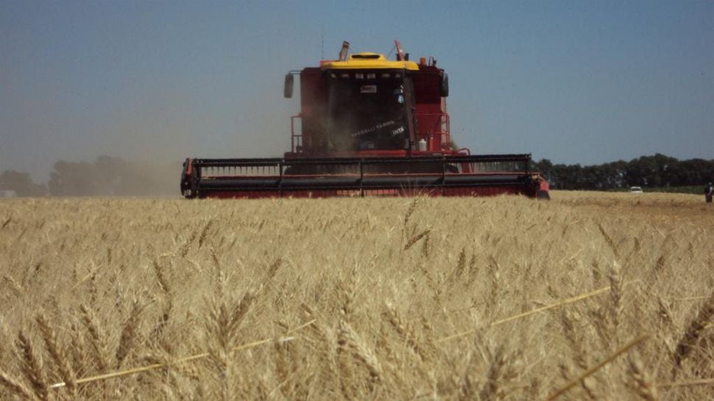 Nueva alza en precio del trigo por guerra entre Rusia y Ucrania  (La Voz).