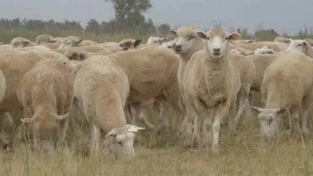 Busca fortalecer la producción ovina en la región